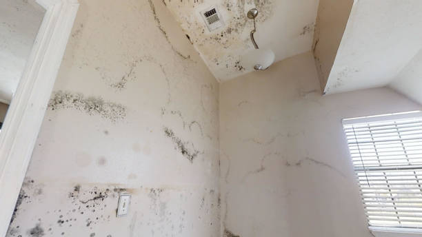 Best Emergency Mold Remediation  in Sylvan Lake, MI
