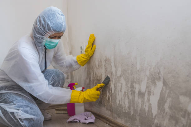 Mold Removal for HVAC Installations in Sylvan Lake, MI