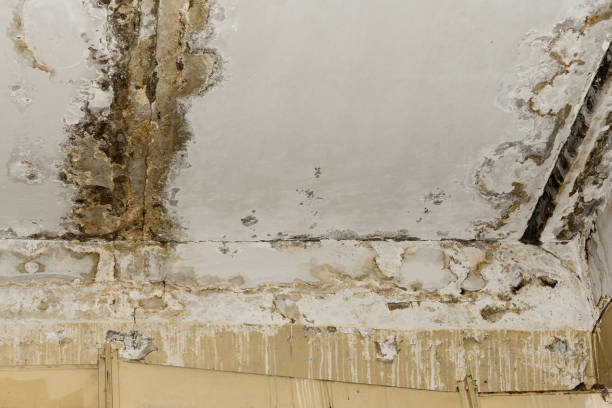 Best Dehumidification Services  in Sylvan Lake, MI