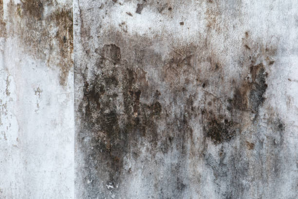 Best Airborne Mold Testing  in Sylvan Lake, MI