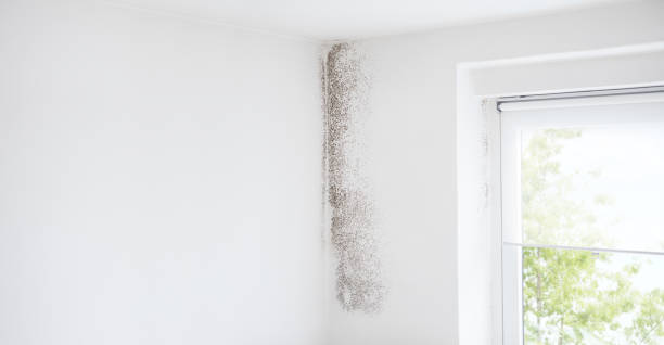 Best Mold Damage Restoration  in Sylvan Lake, MI