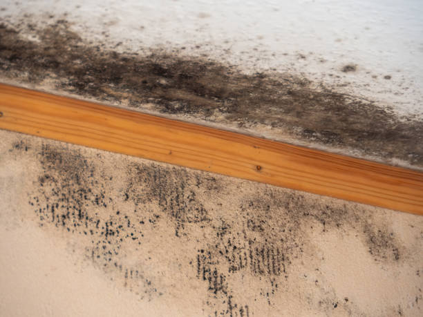 Best Mold Remediation for Healthcare Facilities  in Sylvan Lake, MI