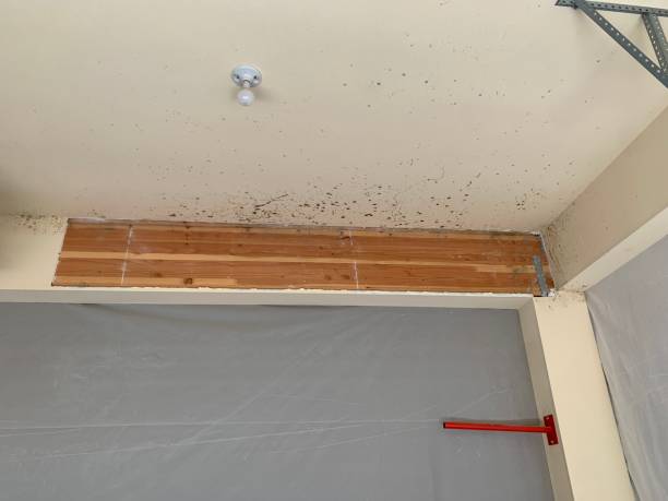Best Emergency Mold Remediation  in Sylvan Lake, MI