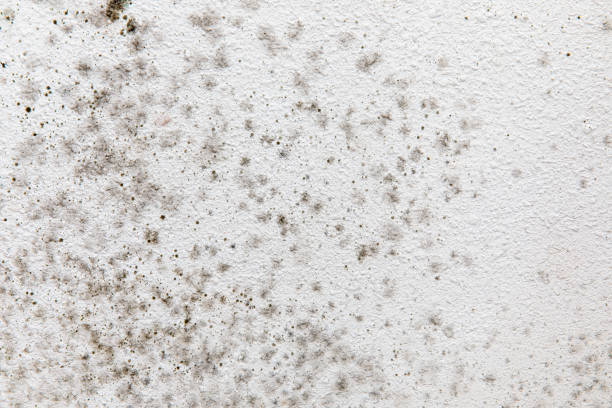 Trusted Sylvan Lake, MI Mold Removal Experts