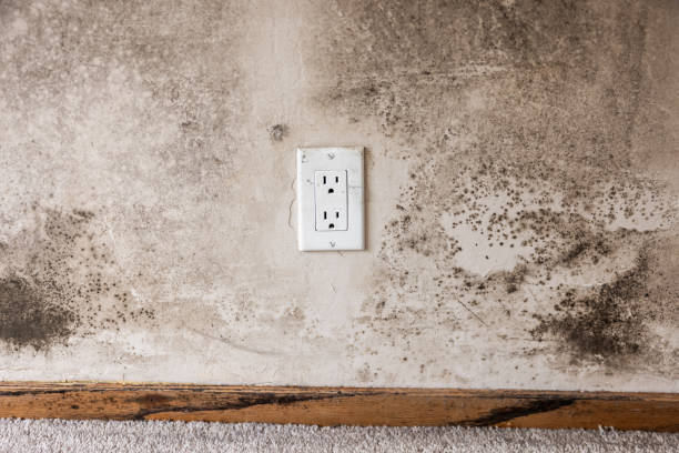 Best Crawl Space Mold Remediation  in Sylvan Lake, MI