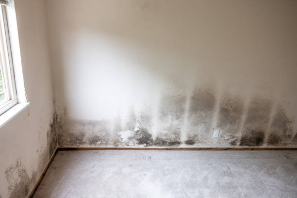 Best Post-Remediation Verification Testing  in Sylvan Lake, MI